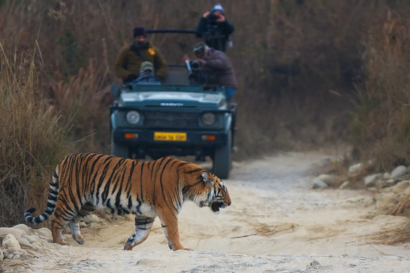 Bengal_Tiger_in_Jim_Corbett_National_Park