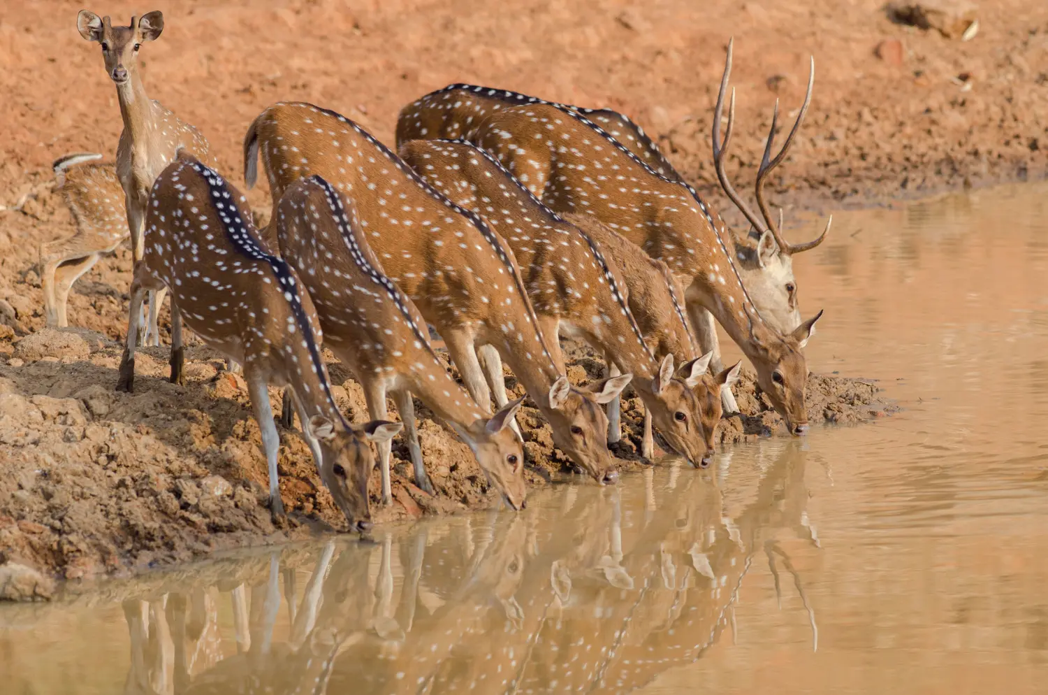 Keoladeo National Park, Rajasthan, 5 Rich National Parks of India