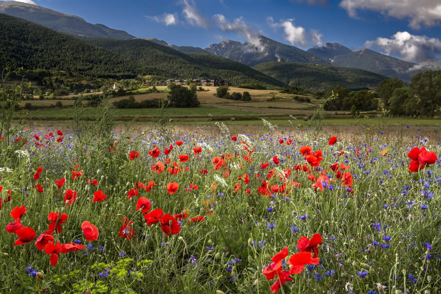 Valley of Flowers National Park, Uttarakhand